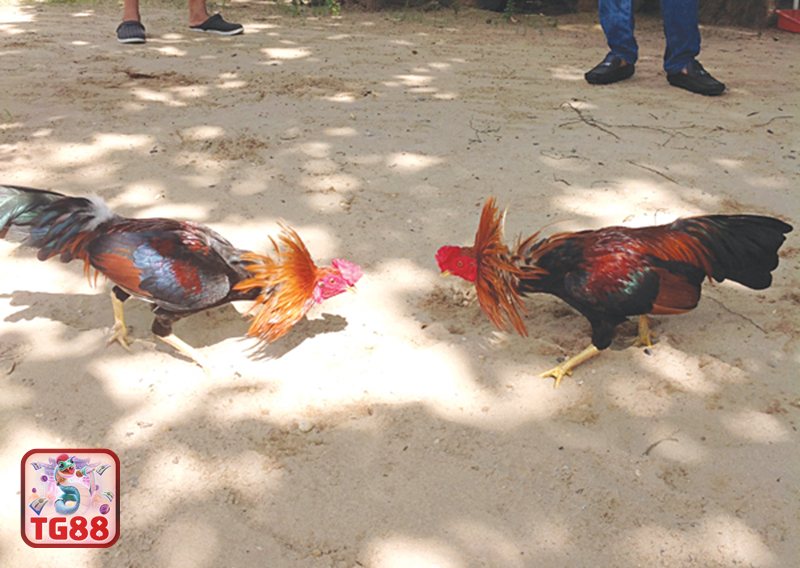 Thuật ngữ đá gà - Vần hơi Thuật ngữ đá gà - Vần hơi