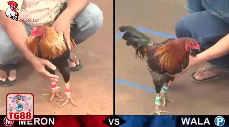 Đá Gà WS168 - Sơ lược cách tham gia và theo dõi trận đấu